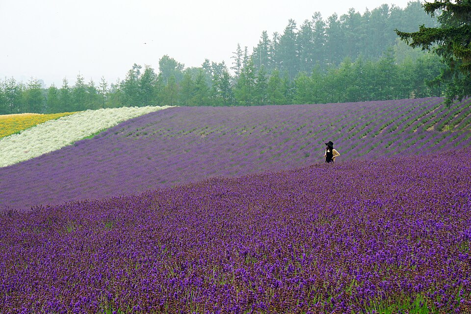ファーム富田 花人の畑