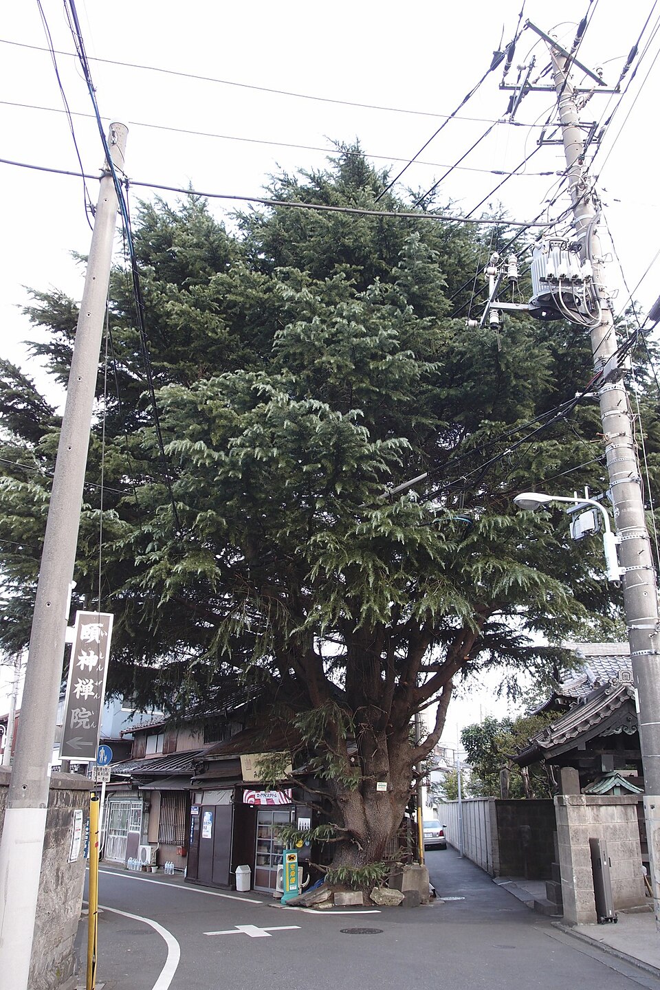 みかどパン脇のヒマラヤ杉の前