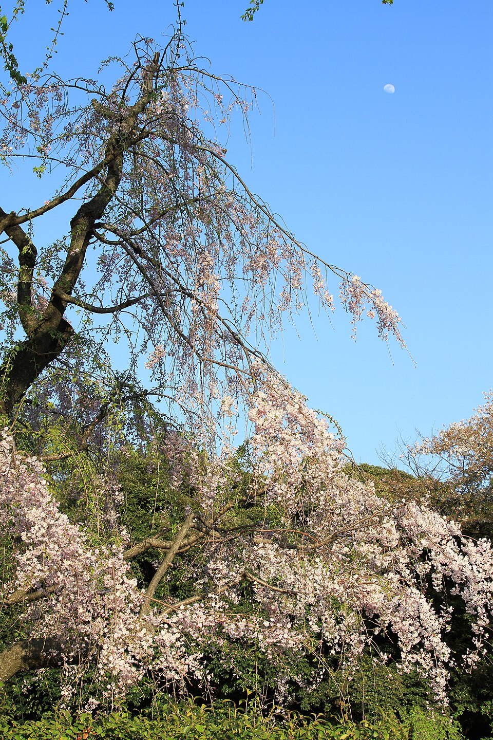 明治神宮外苑