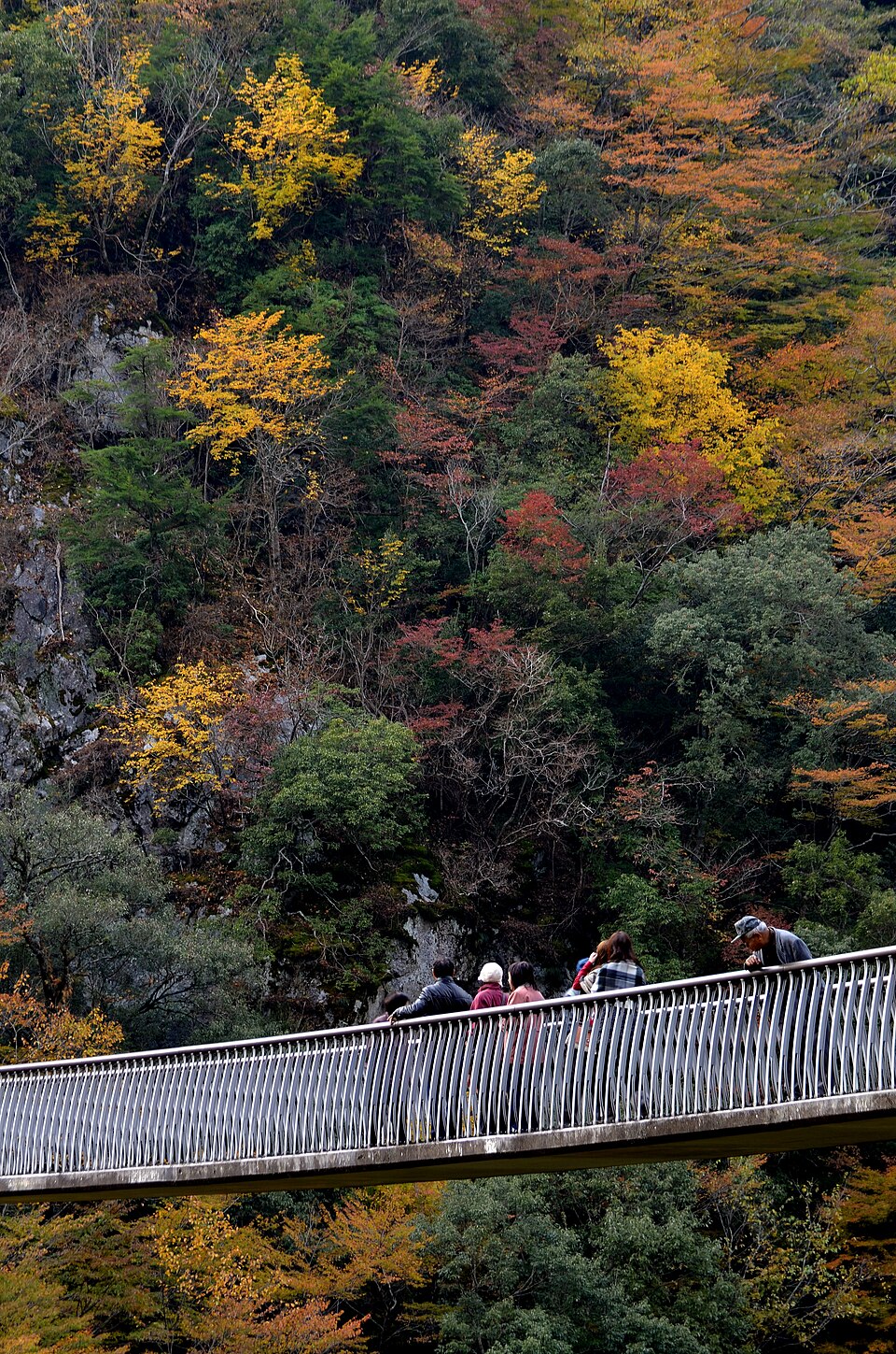 梅​の​木​轟​公園​吊橋
