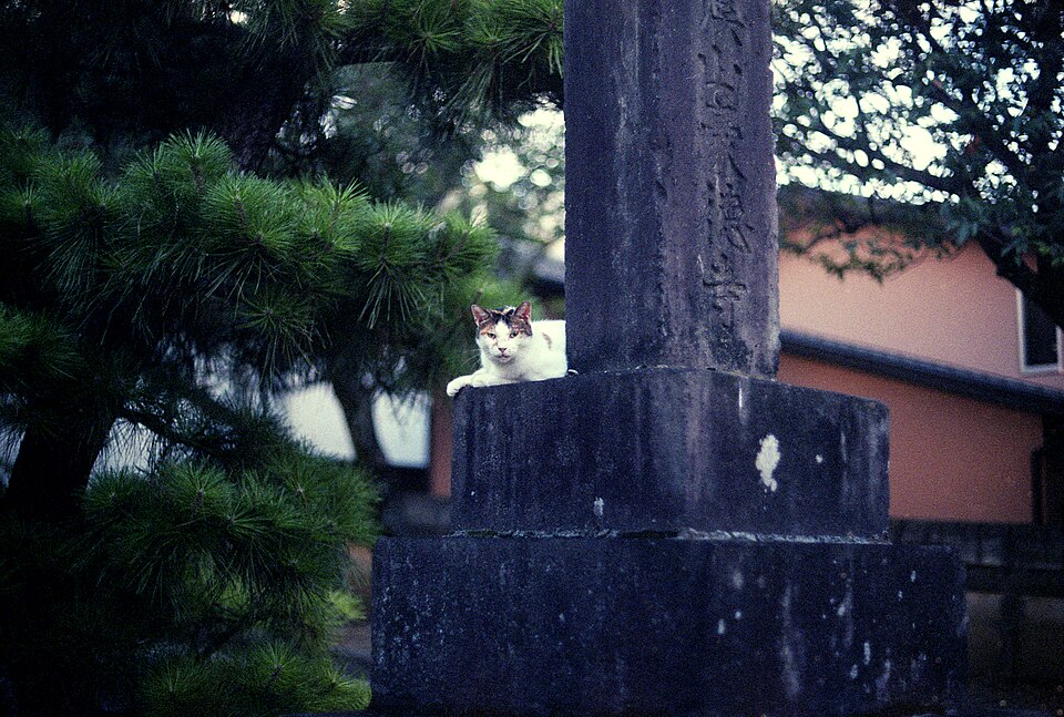 豪徳寺