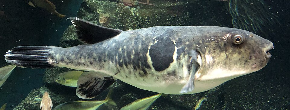鶴岡市立加茂水族館