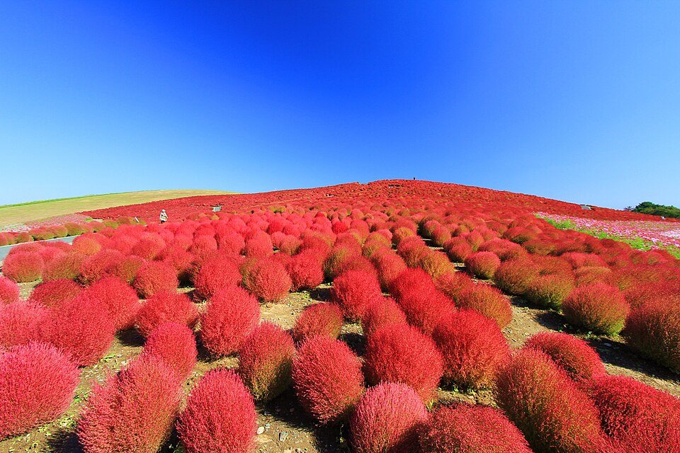苍月草花海