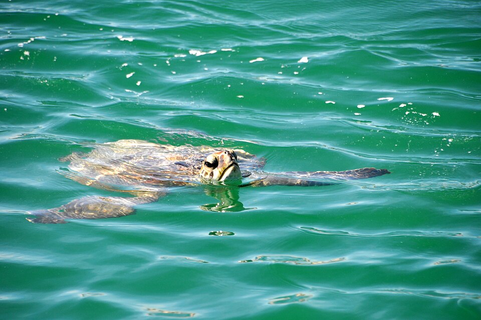 Monkey Mia Jetty
