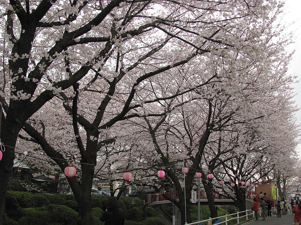 桜坂３