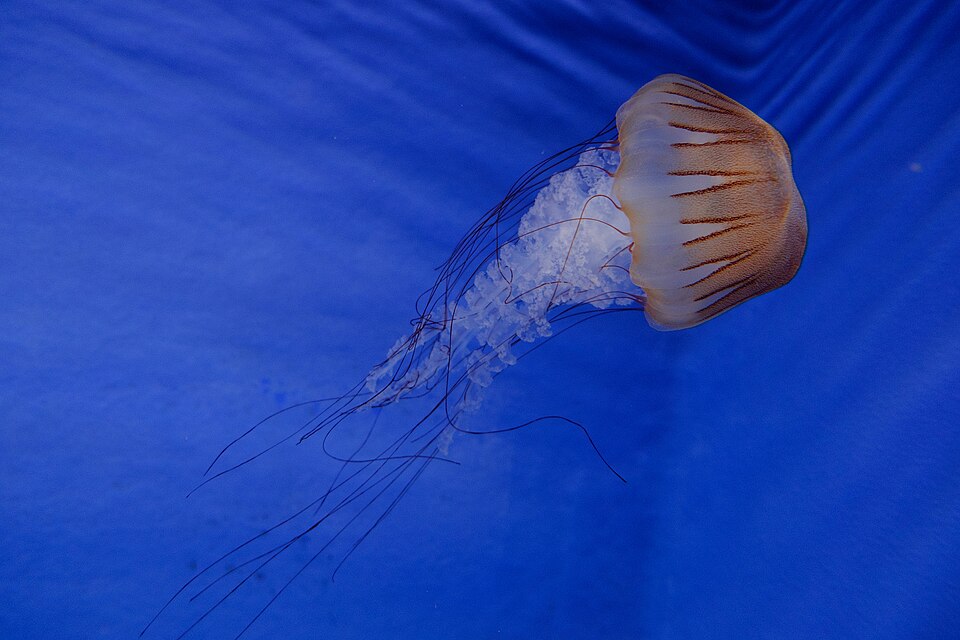 新江ノ島水族館