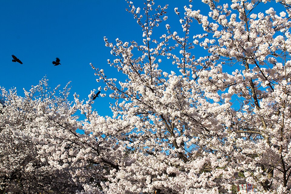625 Gionmachi Kitagawa, Higashiyama Ward, Kyoto, 605-0073