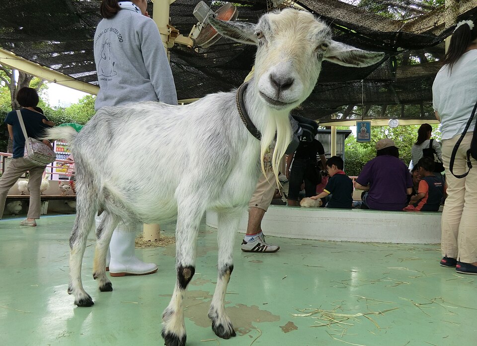 江戸川区自然動物園 オグロプレーリードッグ舎