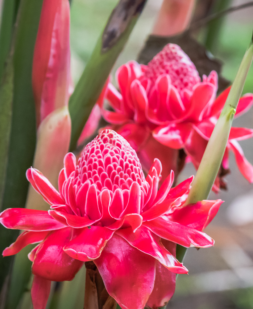 Philippine Eagle Center