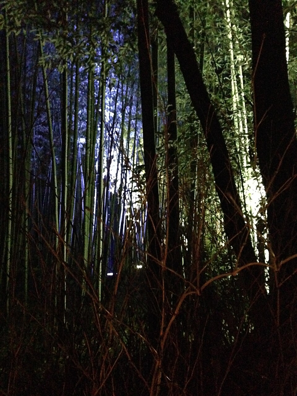 嵐山竹林の小径