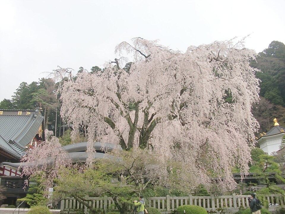身延山久遠寺