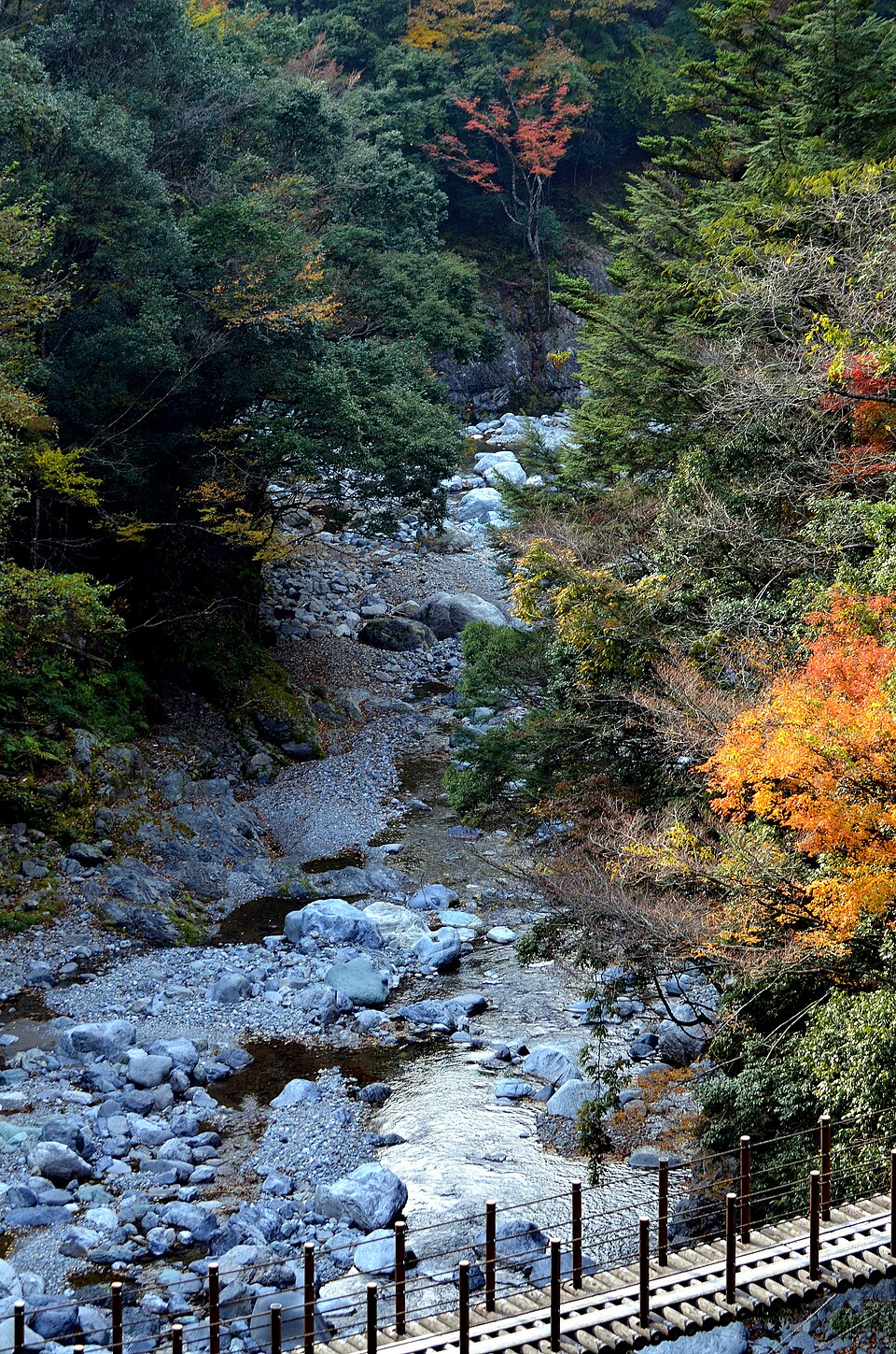 樅木吊橋