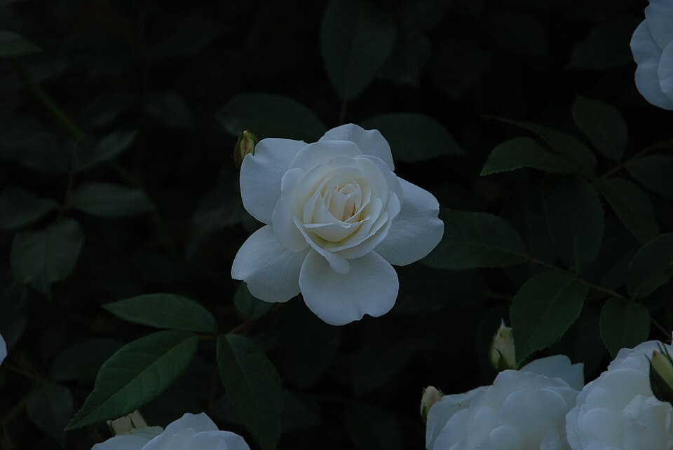 氷川丸