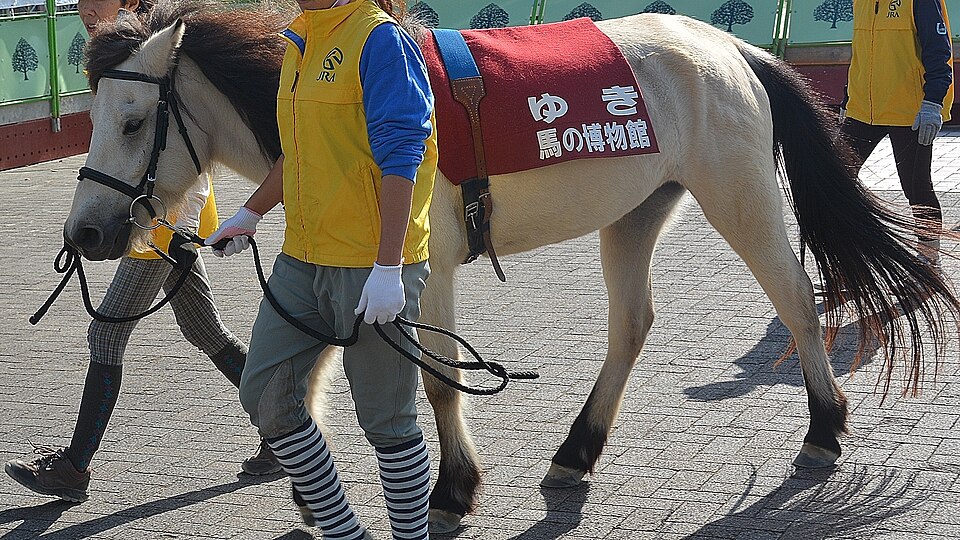 京都競馬場