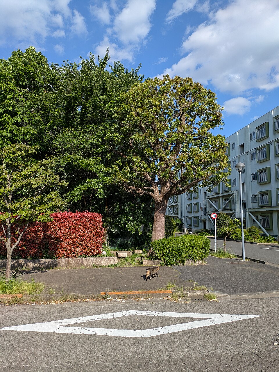 多摩川住宅地