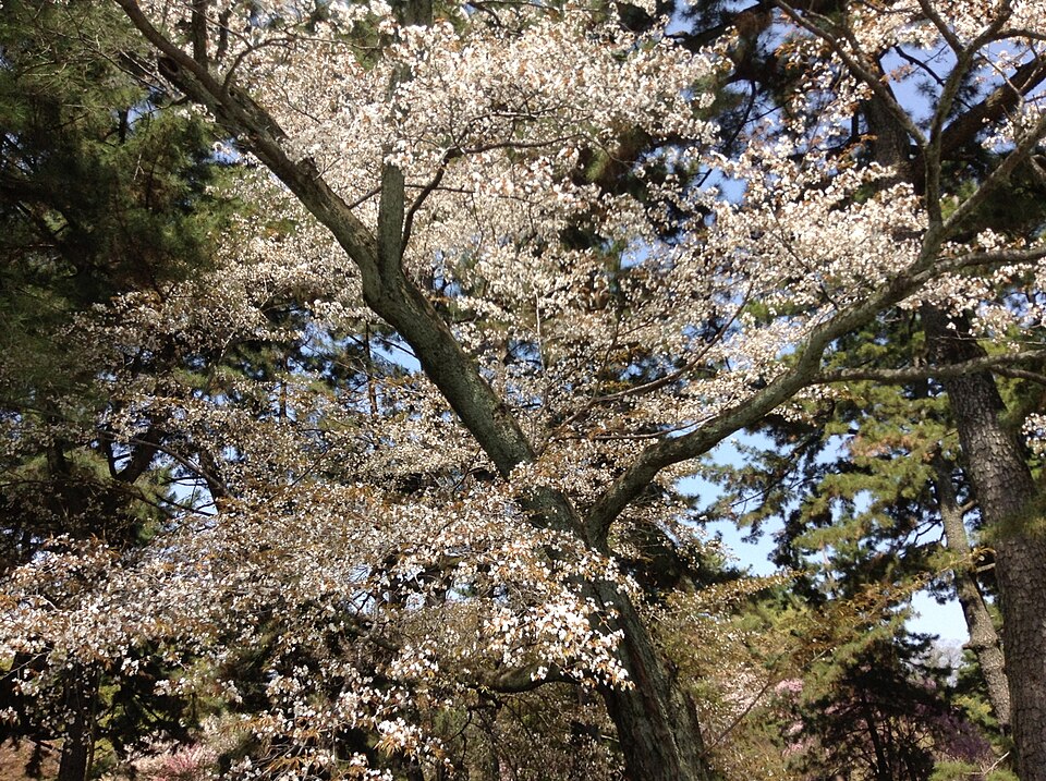 Kyotogyoen, Kamigyo Ward, Kyoto, 602-0881