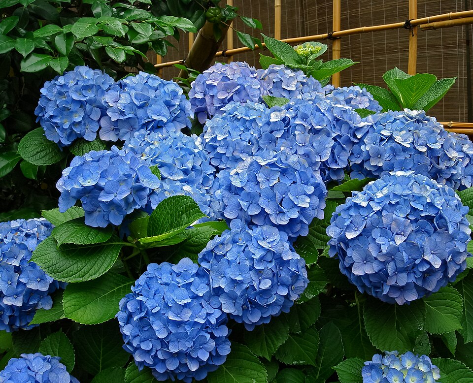 天王寺動物園  トラ舎