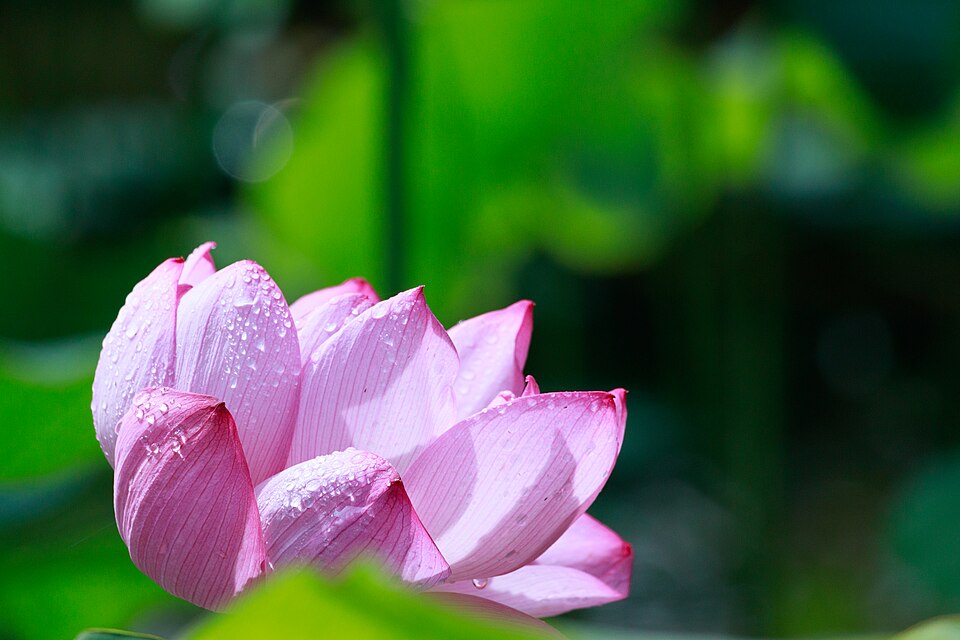 結縁寺池旁