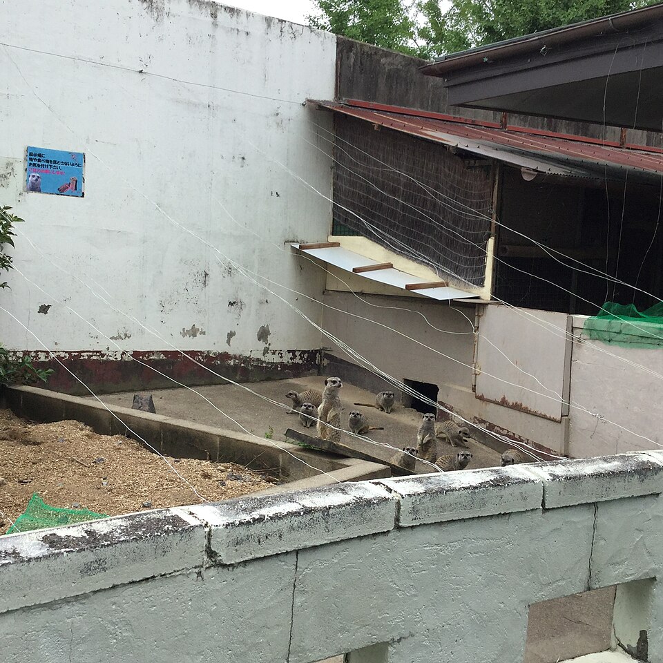 東武動物公園 小動物舎（コツメカワウソ）