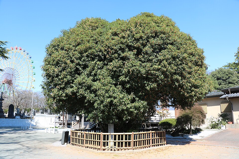 「華蔵寺公園南」交差点