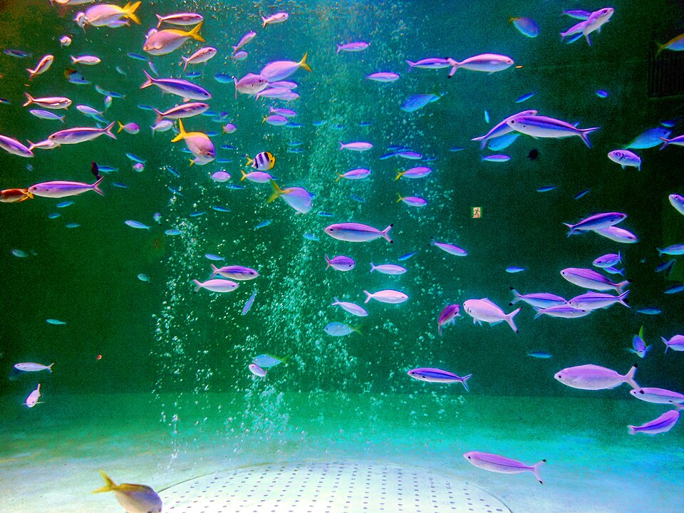 鳥羽水族館