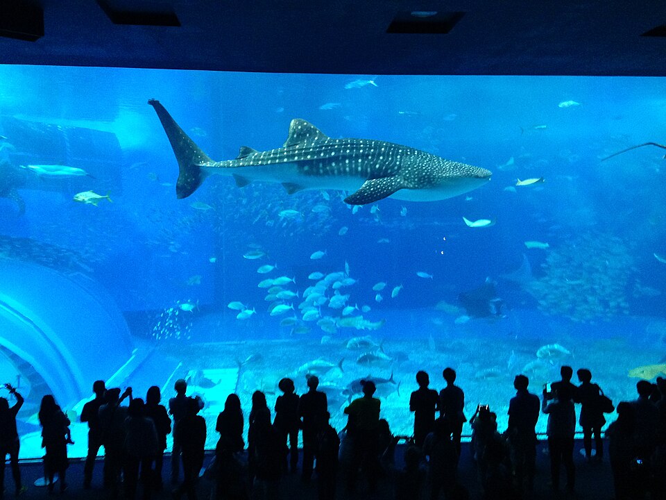沖縄美ら海水族館　黒潮の海