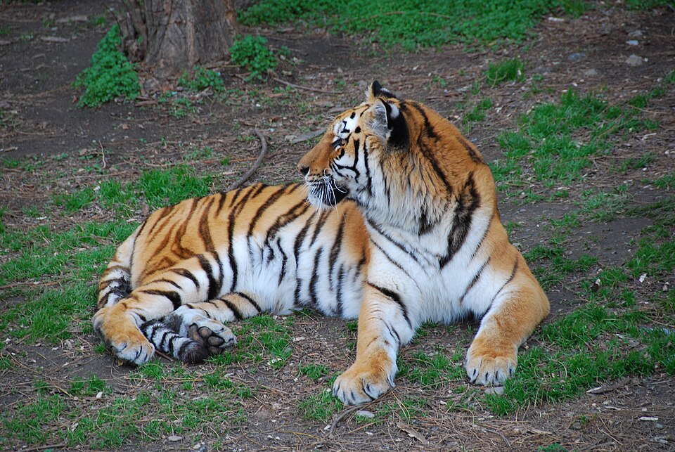 天王寺動物園 ジャガー舎